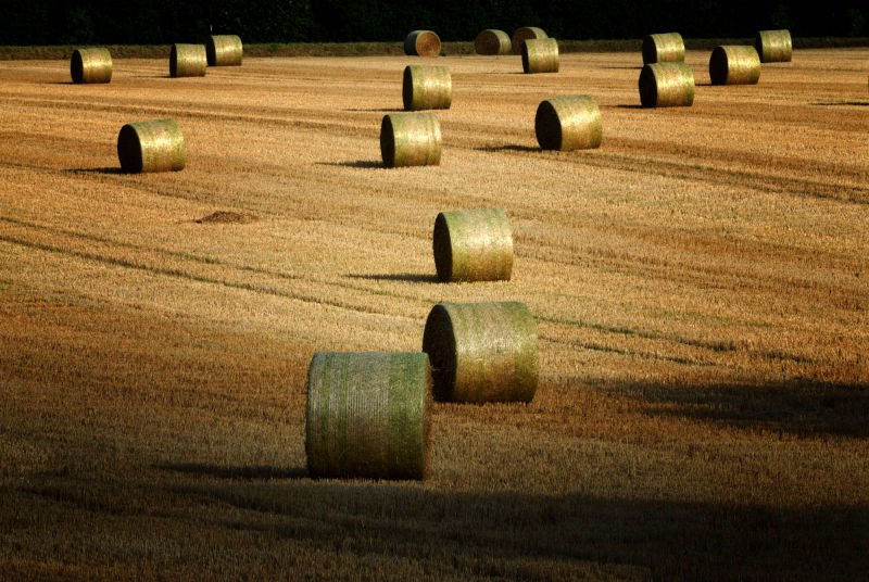 rouleaux de blé après la moisson