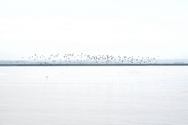 vol d'oiseaux au hourdel