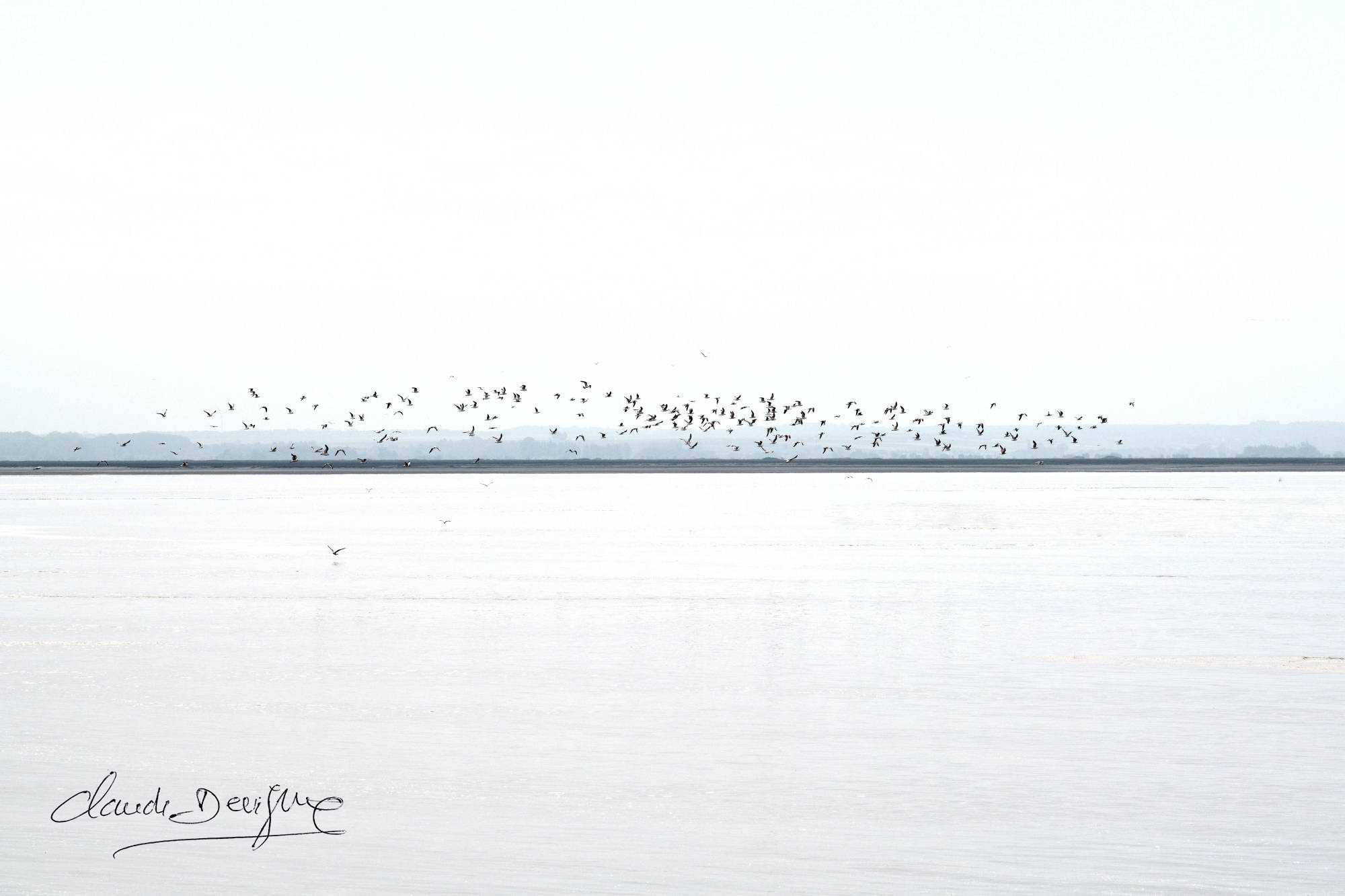 vol d'oiseaux au hourdel