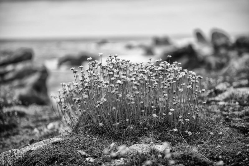 Paysage de la côte à La Pointe de Pern  à Ouessant