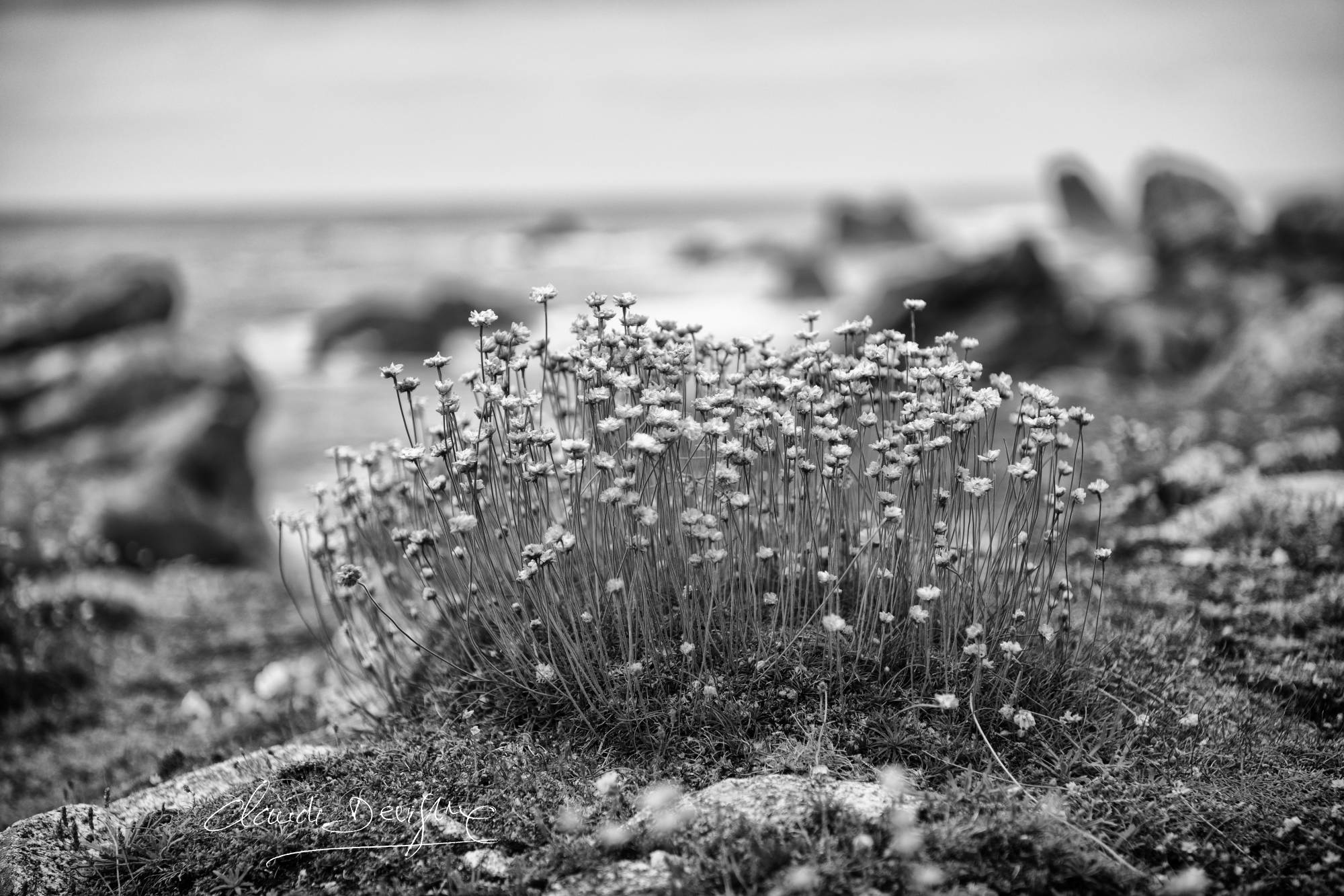 Paysage de la côte à La Pointe de Pern  à Ouessant