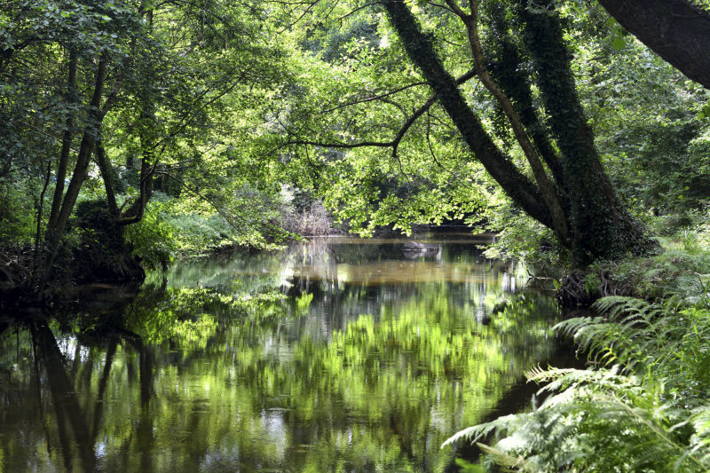 Rivière l'aven dans le bois d'amour à Pont-avec