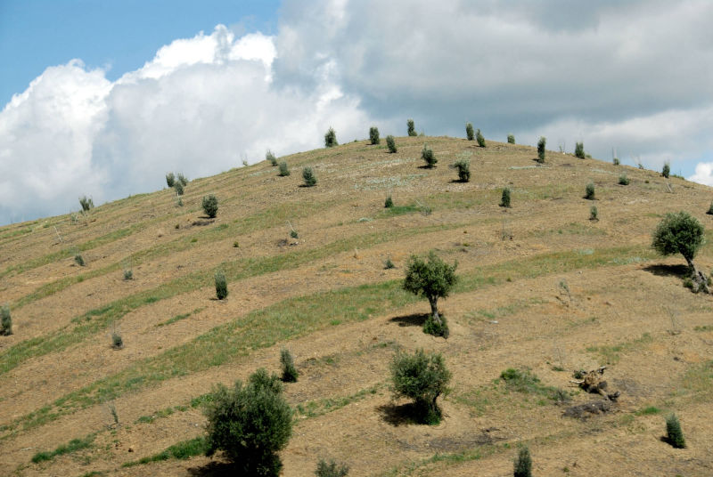 Collines d'oliviers sur la route de Grenade