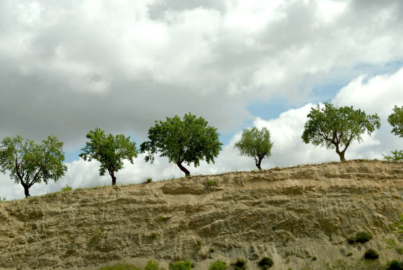 arbres sur la route de Grenade