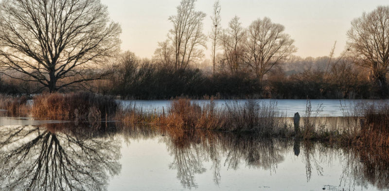 reflet d'arbre dans champs inondés entre Marizelle et Manicamp