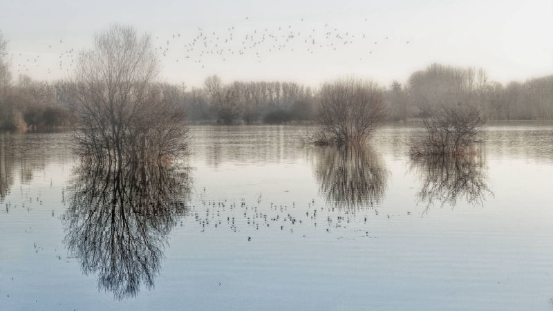 reflet d'arbres et d'oiseaux  dans champs inondés entre Marizelle et Manicamp