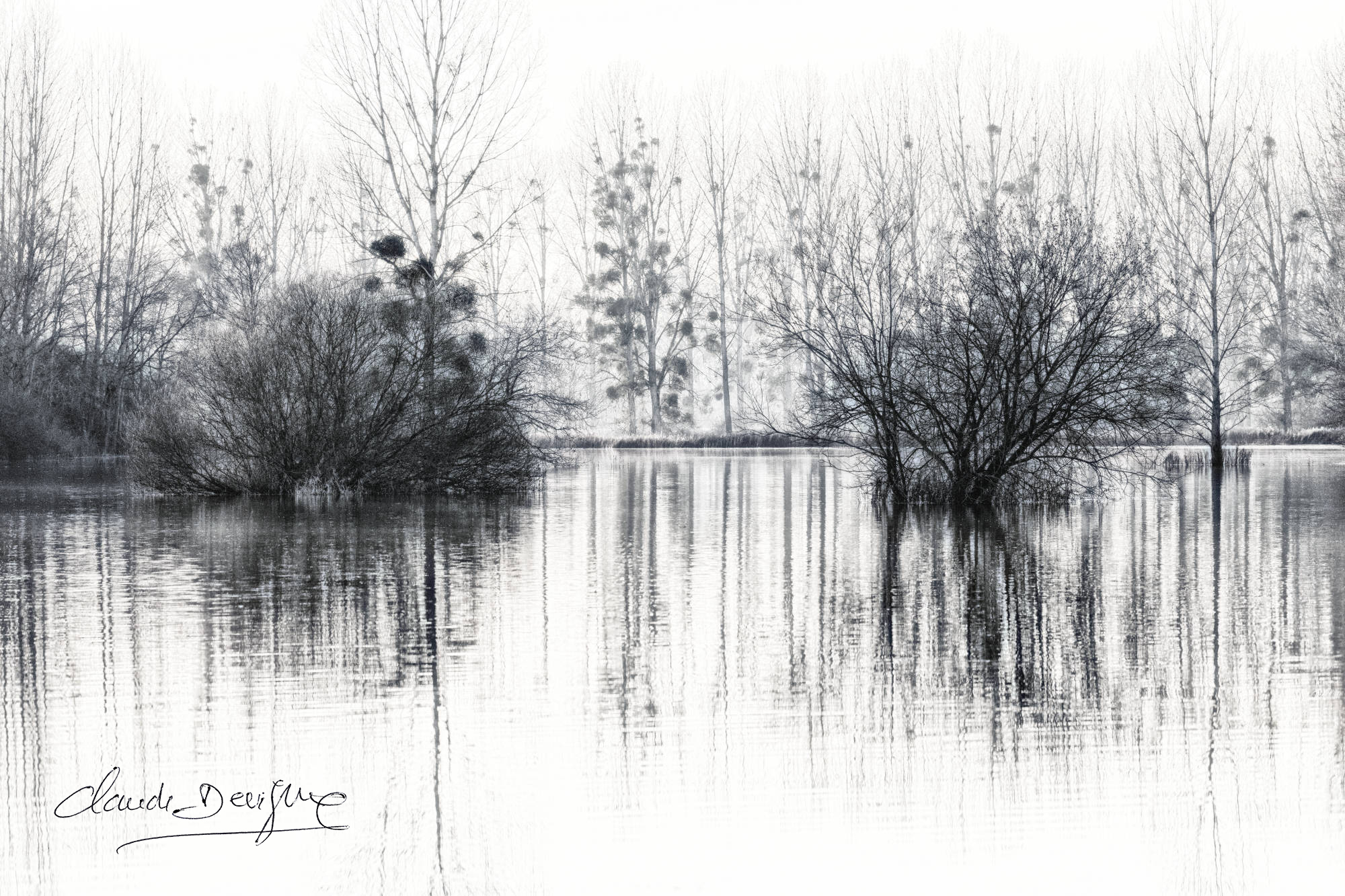 reflet d'arbre dans champs inondés entre Marizelle et Manicamp