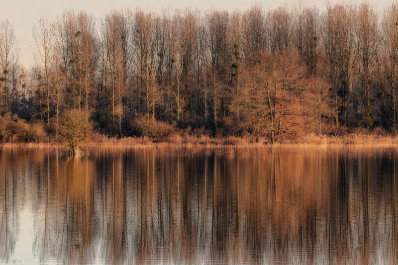 reflet d'arbres dans champs inondés entre Marizelle et Manicamp