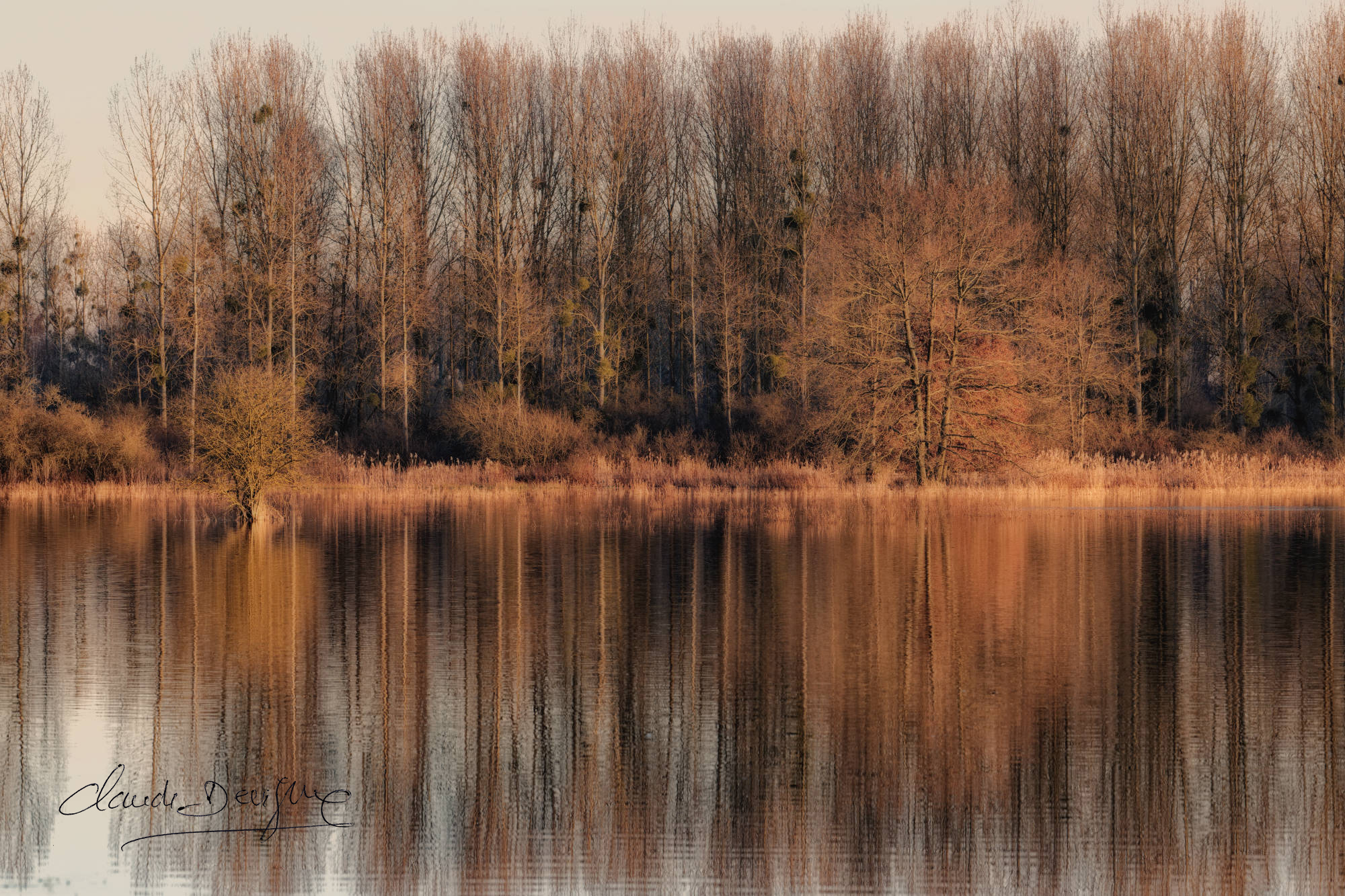 reflet d'arbres dans champs inondés entre Marizelle et Manicamp