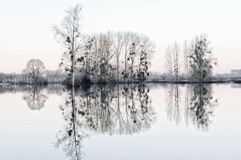 reflet d'arbre dans champs inondés entre Marizelle et Manicamp