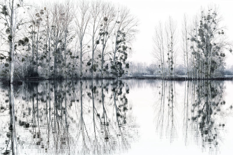 reflet d'arbre dans champs inondés entre Marizelle et Manicamp