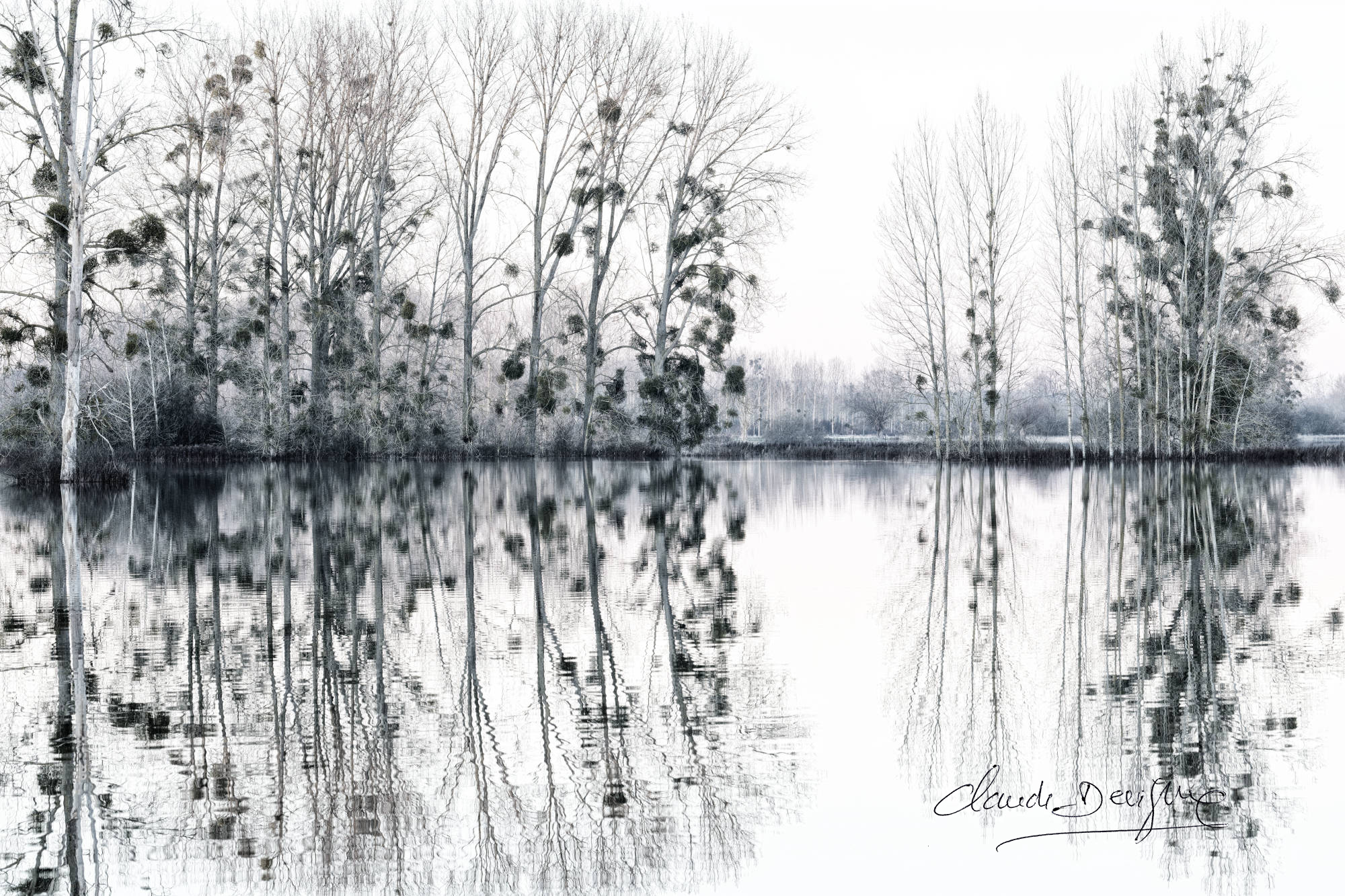 reflet d'arbre dans champs inondés entre Marizelle et Manicamp